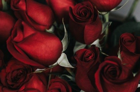 Bouquet of dark red roses with green stems