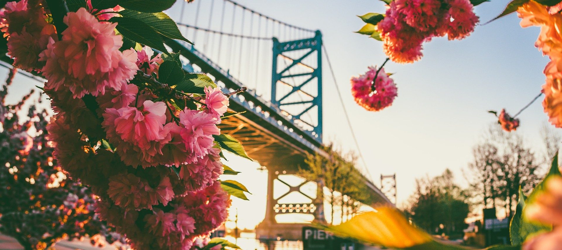 Large suspension bridge seen through the beautiful pink flowers of a tree