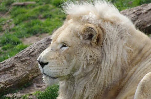 A light colored male lion sitting in the grass by a log